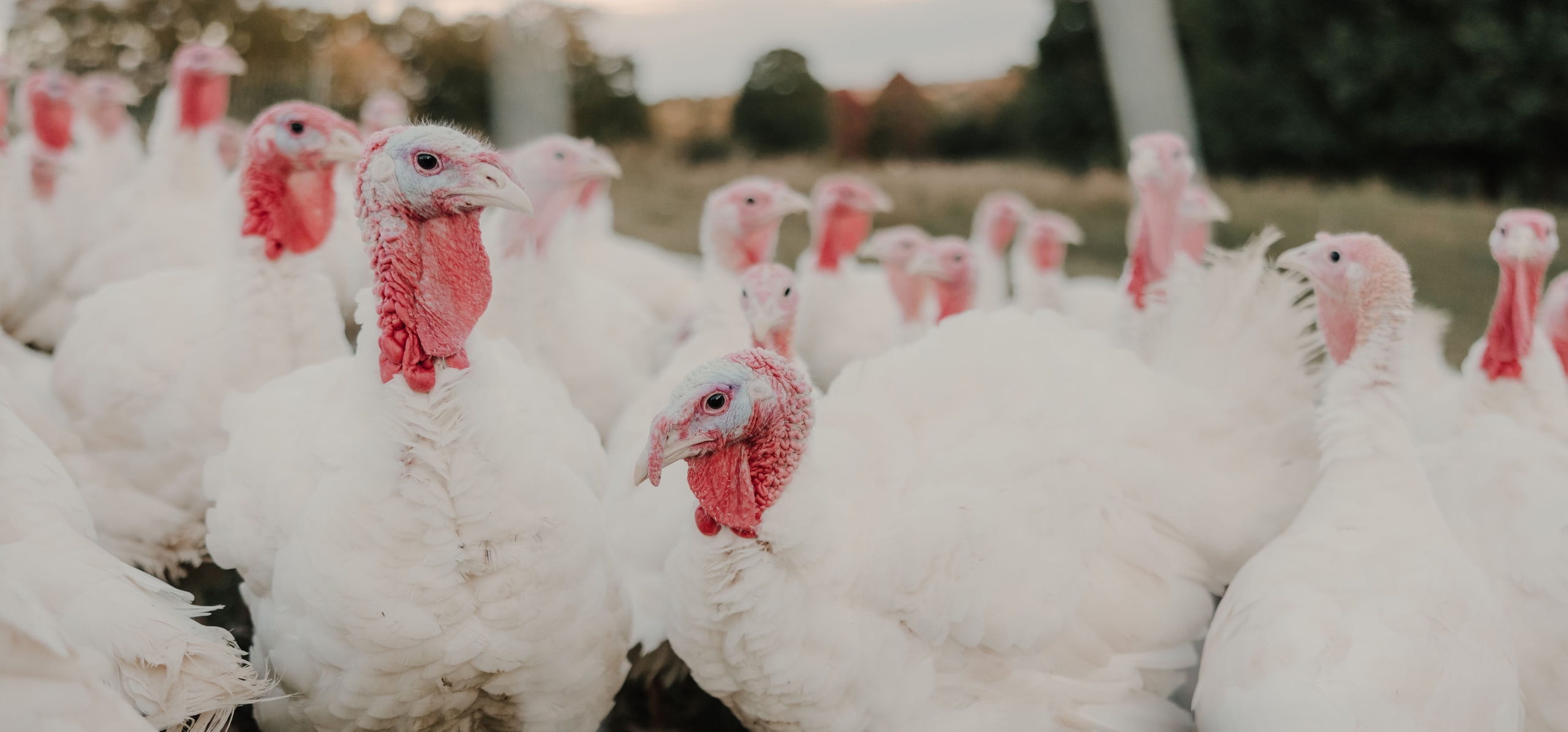 Pasture Raised Thanksgiving Turkey